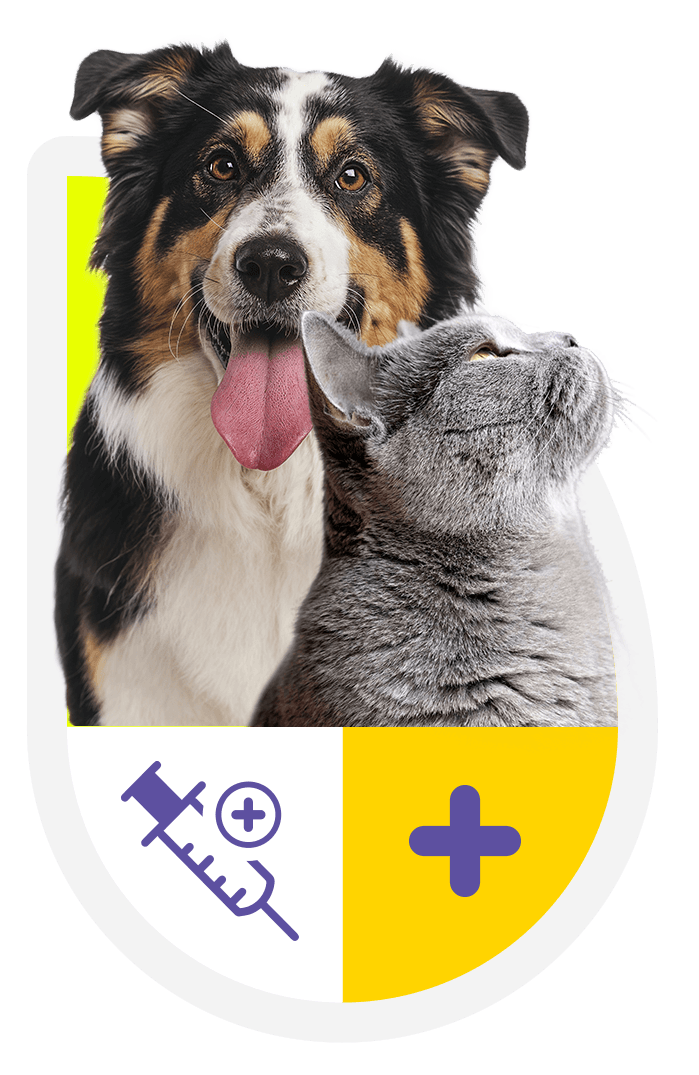 Cachorro e gato SonhoPet